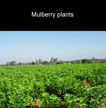 Indian silk production process, Varanasi silk weaving, and traditional silk craftsmanship in Bengaluru
